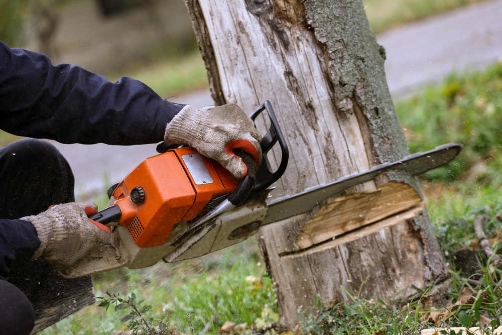 Tree Removal Service