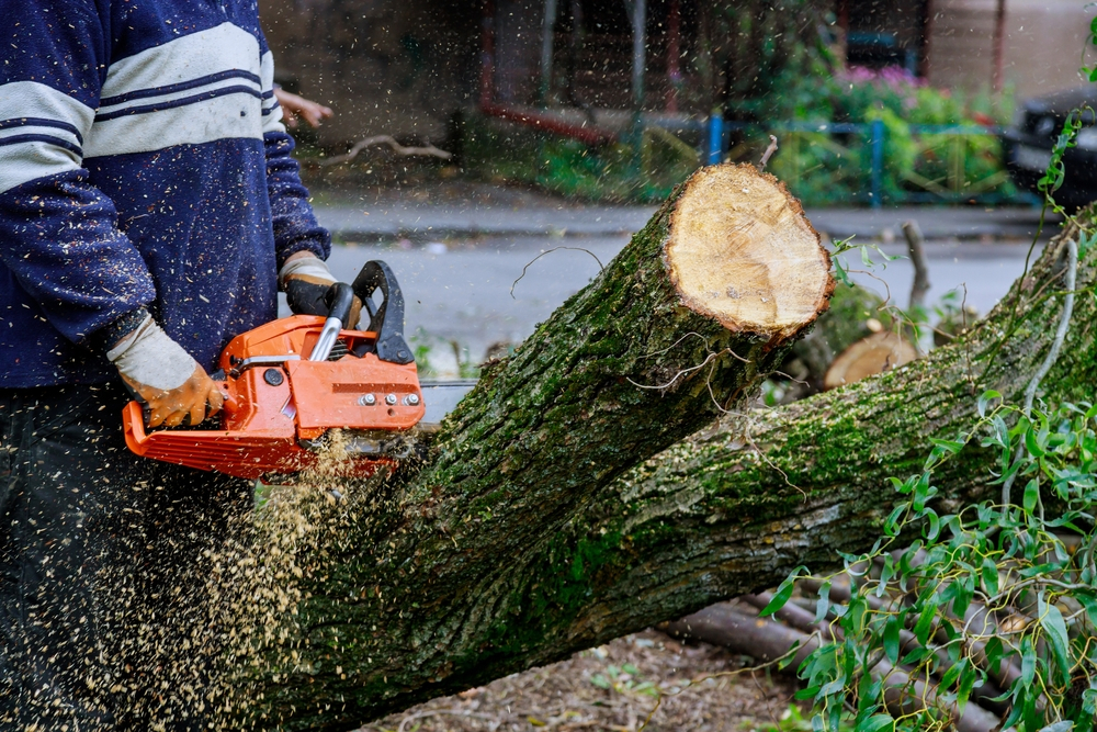 Tree Removal Near Me