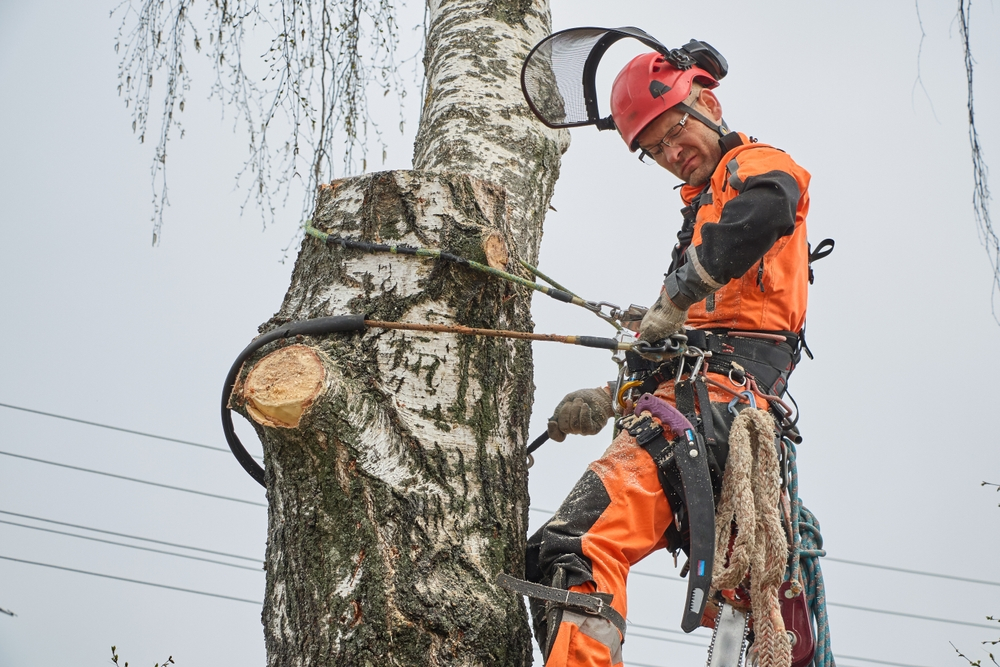 Tree Removal