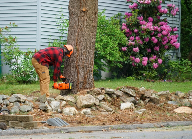 Read more about the article Preparing Your Yard for Tree Removal