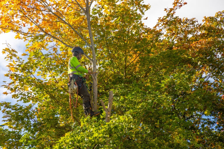 Read more about the article Tree Trimming Services