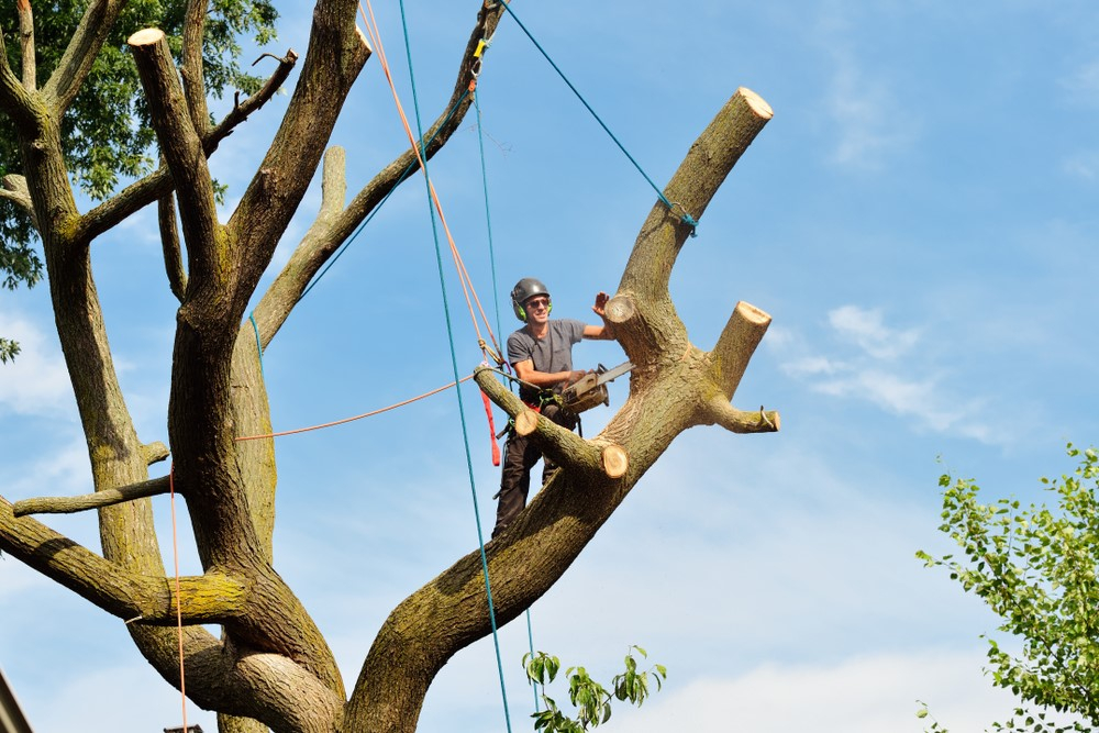 You are currently viewing Tree Removal Safety in Richmond, VA