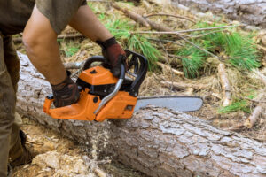 Read more about the article How to Choose a Reliable Tree Removal Company in Richmond, VA