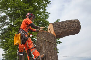 Read more about the article Choose the Right Tree Removal Service Company