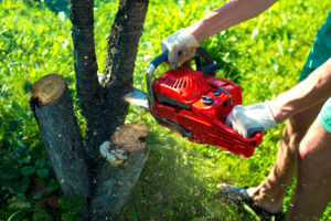 Read more about the article When to Call for Emergency Tree Removal in Richmond, VA