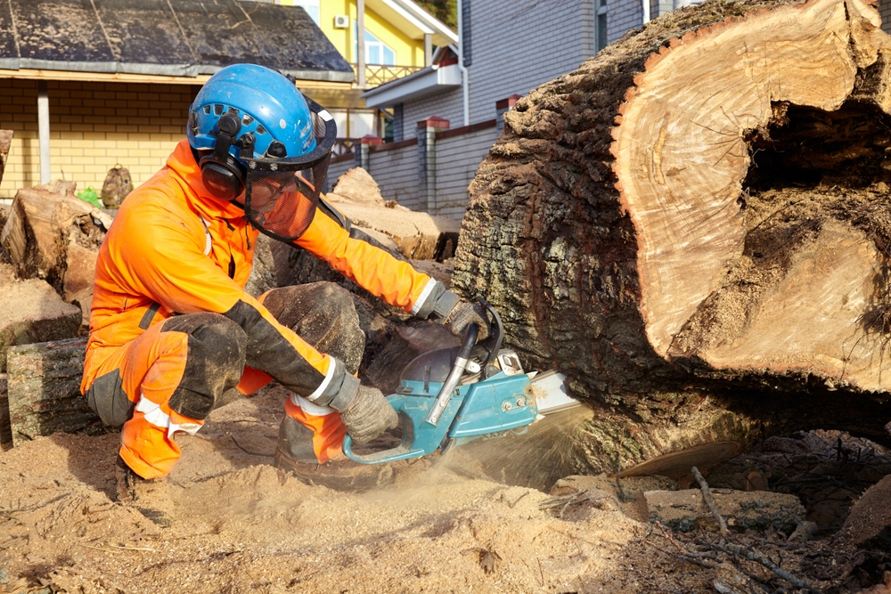 Tree Removal Service