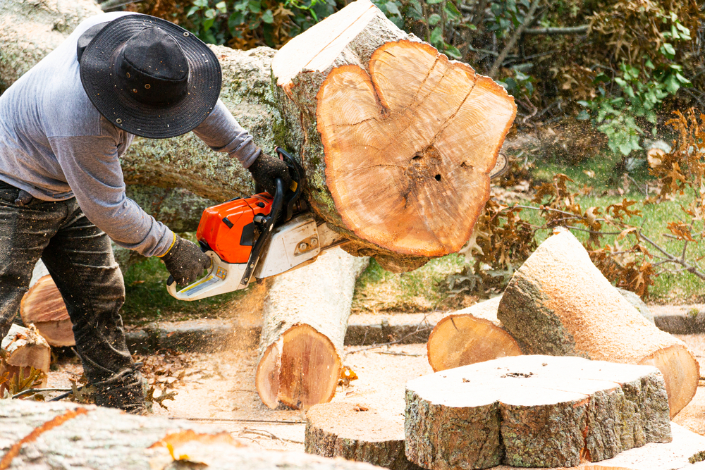 Tree Removal Near Me