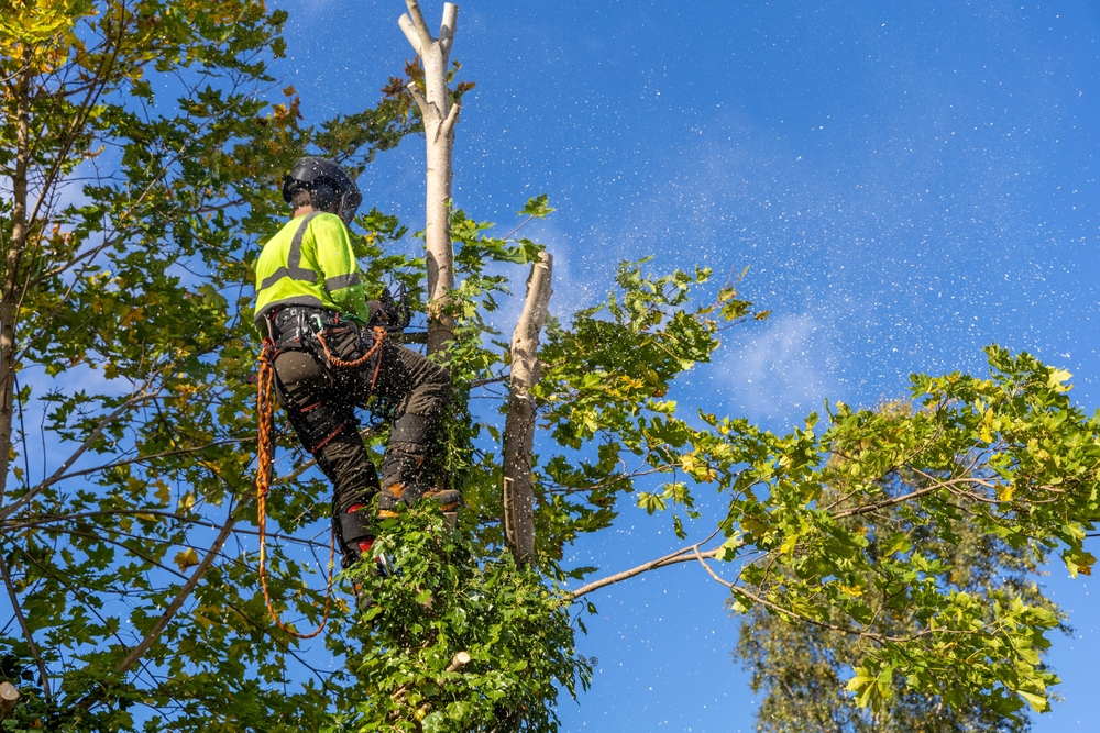 Professional Tree Removal