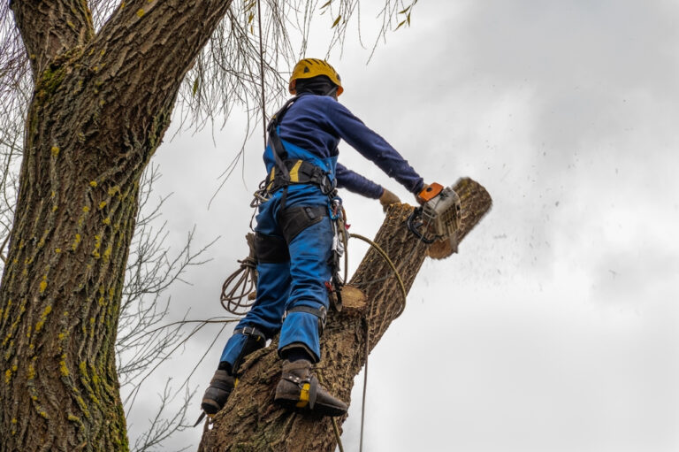 Read more about the article Tree Removal Safety in Richmond VA