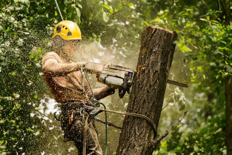 Read more about the article Understanding the Permitting Process for Tree Removal in Richmond, VA