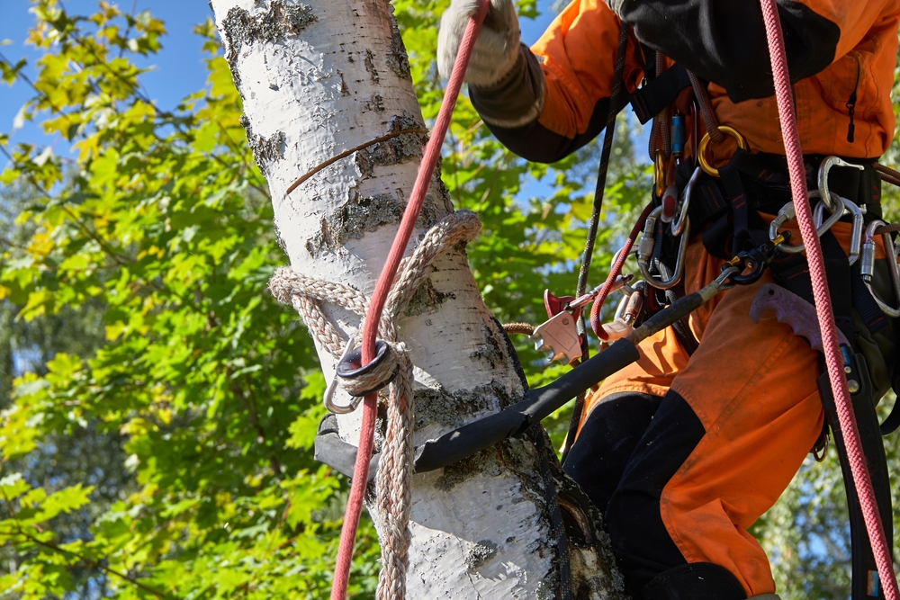 Tree Removal Services