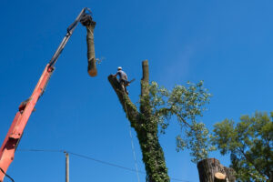 Read more about the article Understanding Different Pricing Models for Tree Removal in Richmond, VA