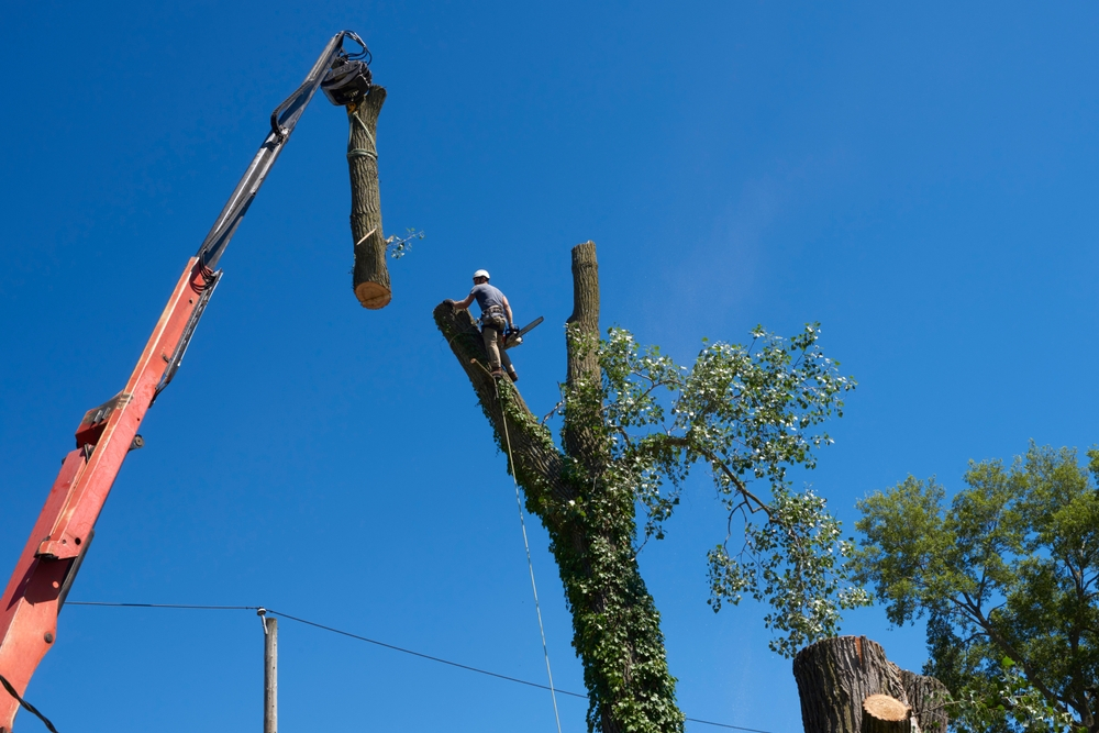 Tree Removal Company In My Area