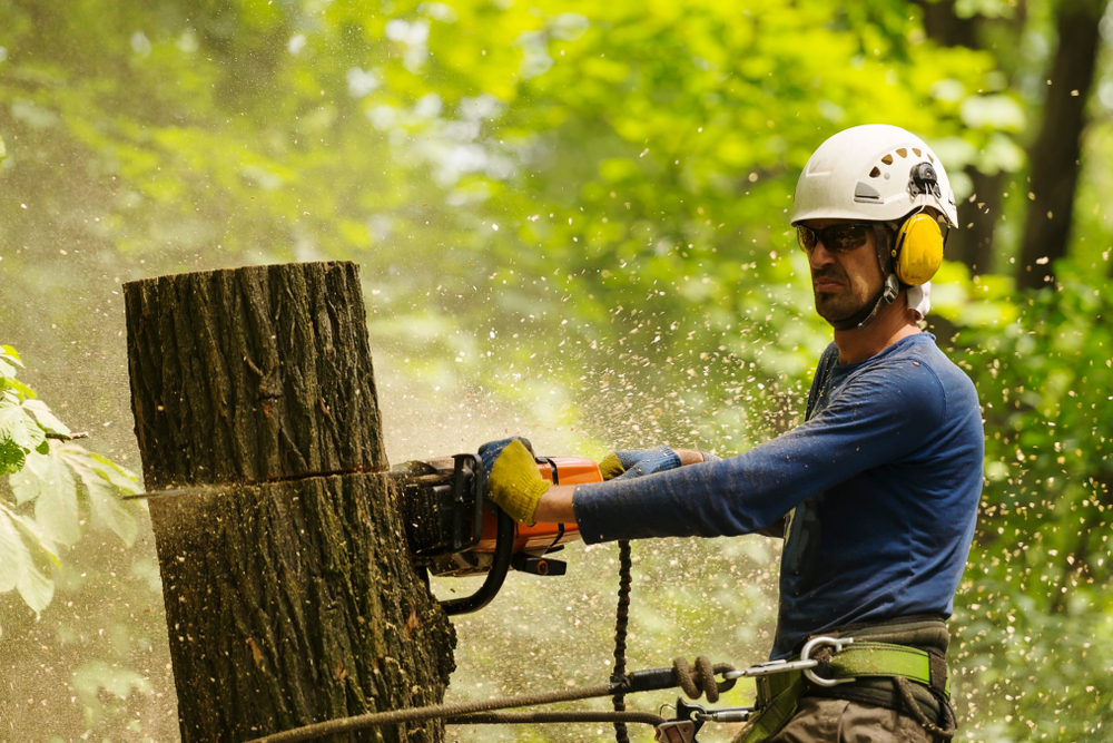 Tree Removal