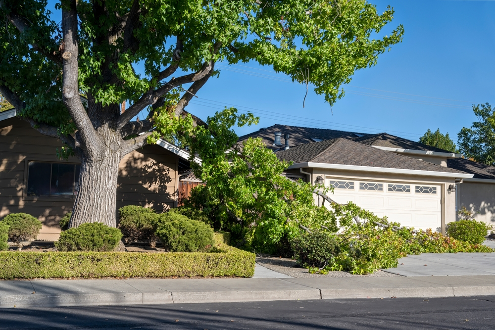 Tree Removal Near Me