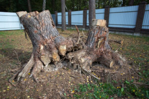 Read more about the article The Process of Stump Grinding and Removal