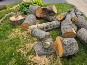 Read more about the article Tree Removal Near Me Alexandria VA