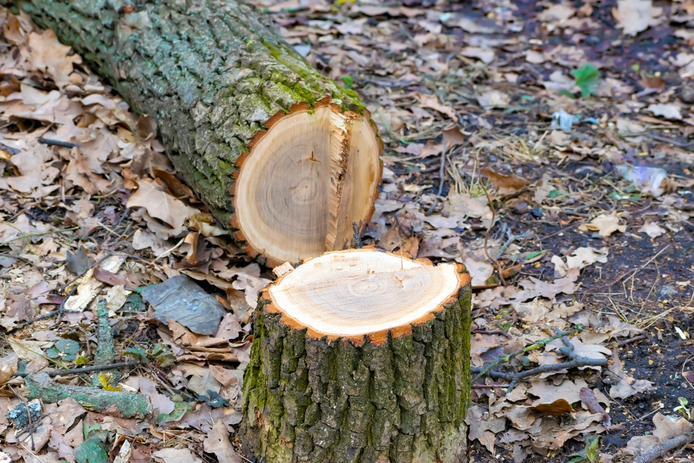 Tree Removal In My Area