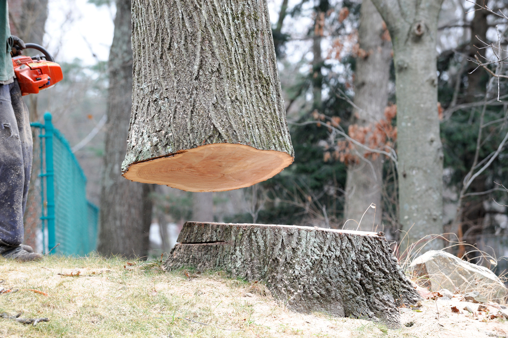 Tree Stump Removal Company