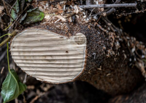 Read more about the article How to Determine if a Tree Needs Trimming or Removal in Richmond, VA