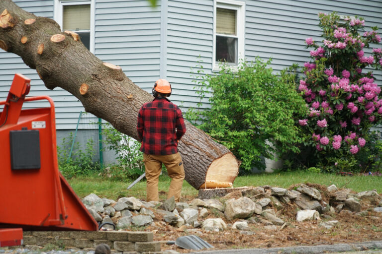 Read more about the article Negotiating Prices with Tree Removal Companies