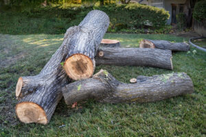 Read more about the article Safety Precautions and Equipment Used During Tree Removal in Richmond, VA