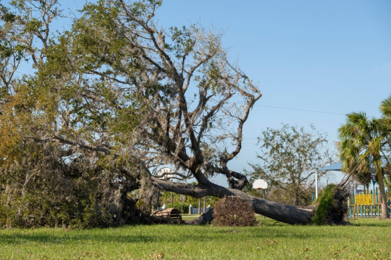 Read more about the article What to Do in Case of a Tree Emergency