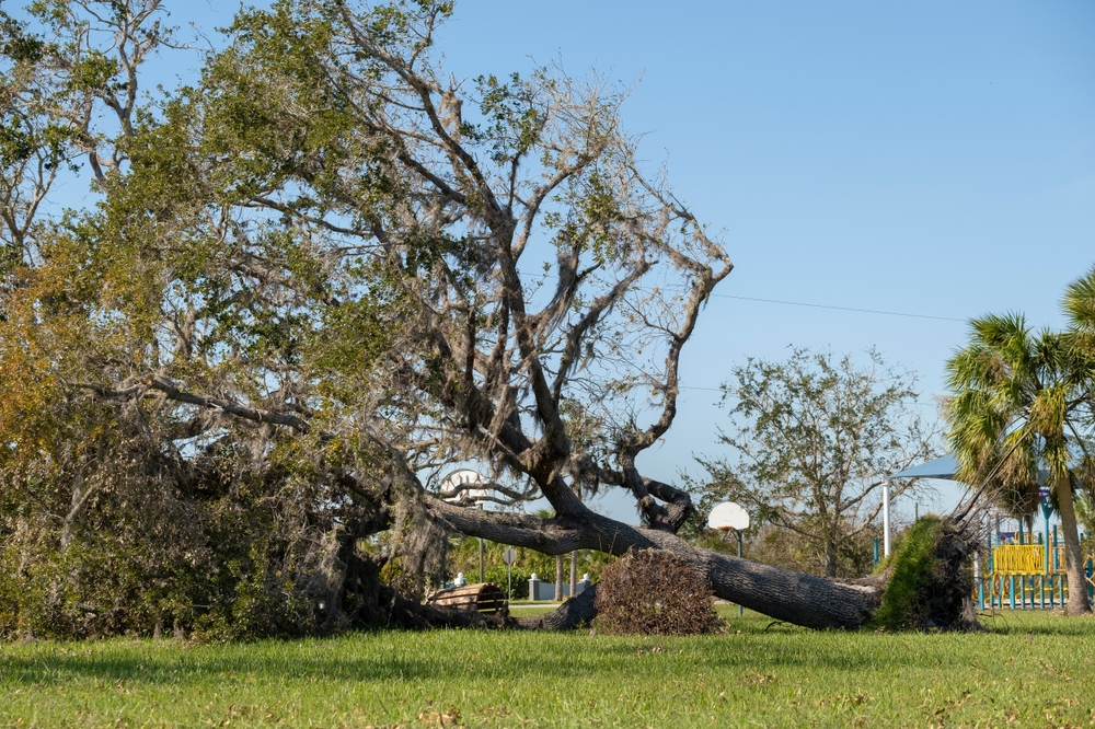 You are currently viewing Staying Safe During an Emergency Tree Removal in Richmond, VA