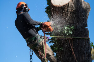 Read more about the article Consequences of Ignoring Tree Removal Regulations in Richmond, VA