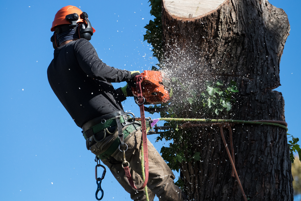 You are currently viewing Consequences of Ignoring Tree Removal Regulations in Richmond, VA