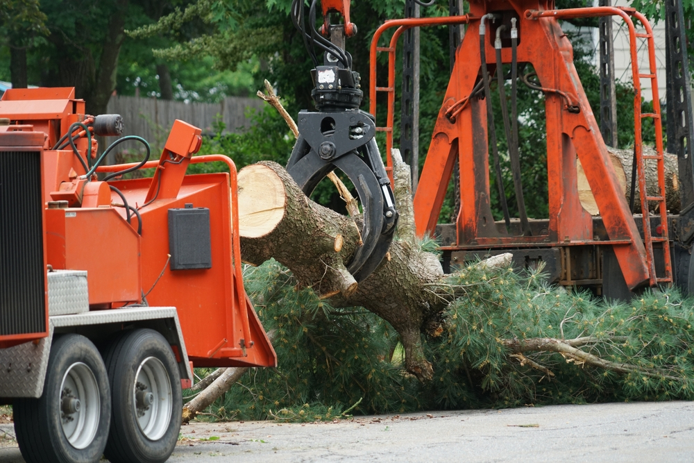 Tree Removal Company