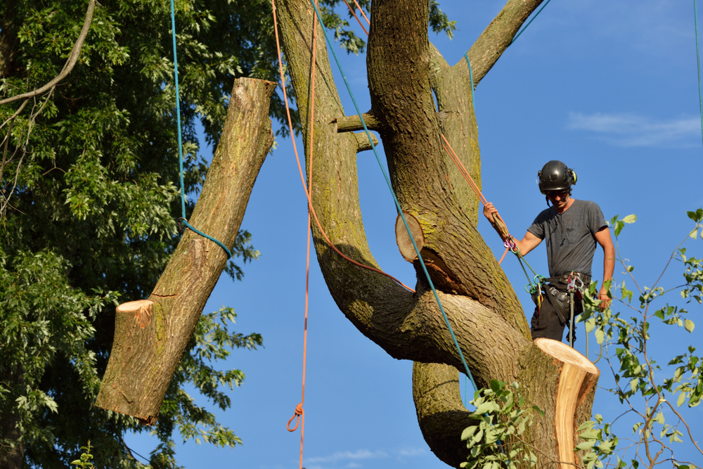 Tree Cutting and Trimming