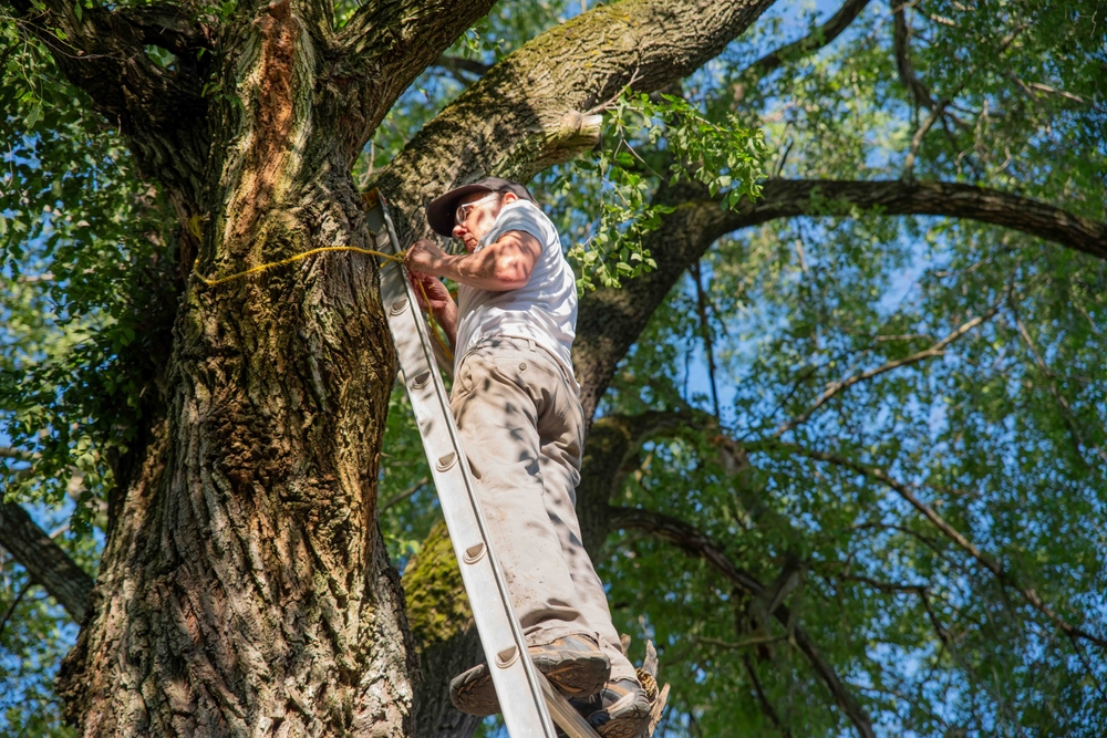 Tree Care Services