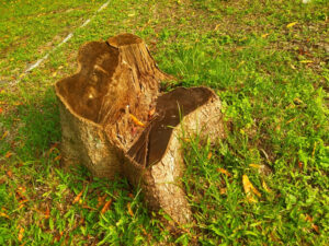 Read more about the article DIY vs Professional Tree Stump Removal in Richmond, VA