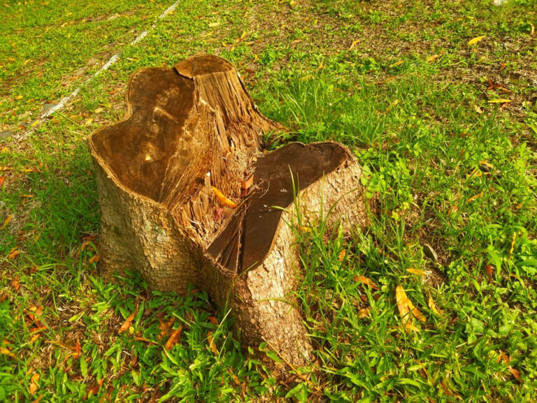 Read more about the article Why Stump Removal Is Essential for Your Yard’s Health