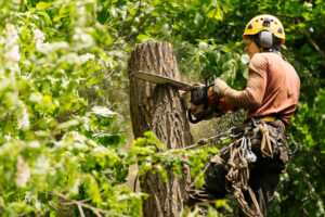 Read more about the article The Vital Role of Tree Care Services in Richmond, VA