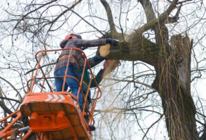 Read more about the article Working with a Professional Tree Removal Company for Permit Compliance in Richmond, VA