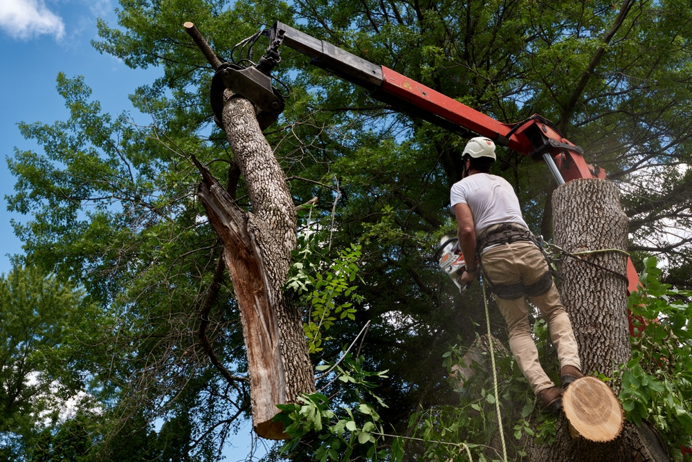 Read more about the article Importance of Professional Tree Care Services in Richmond, VA