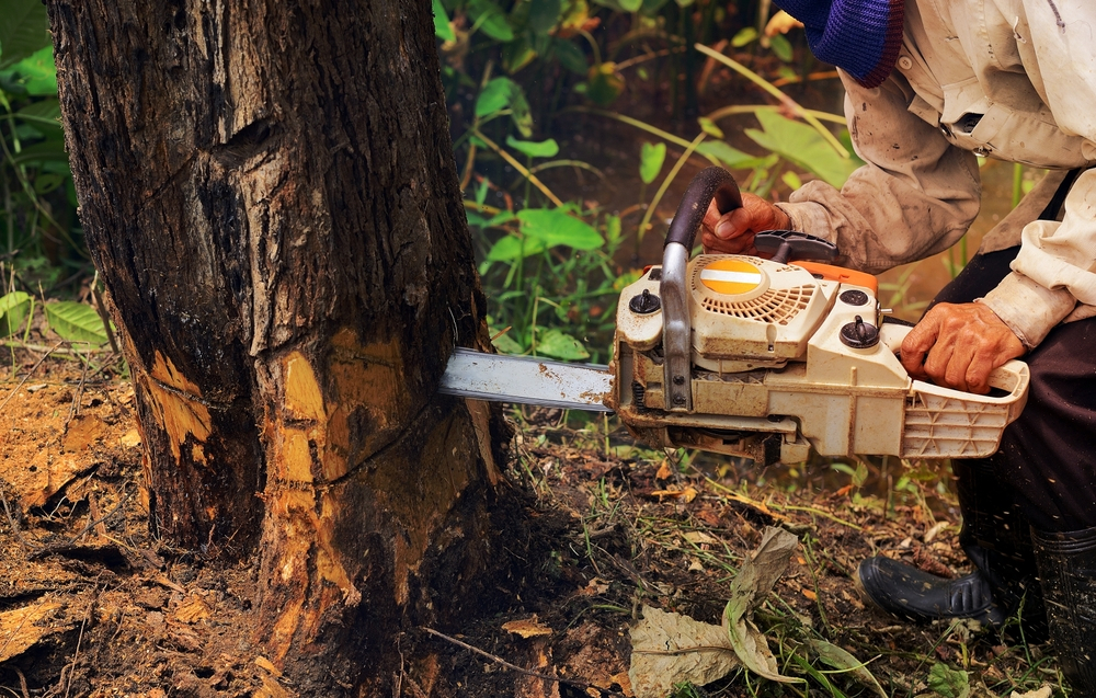 Tree Removal