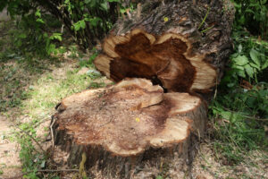 Read more about the article Different Methods of Tree Stump Removal in Richmond, VA