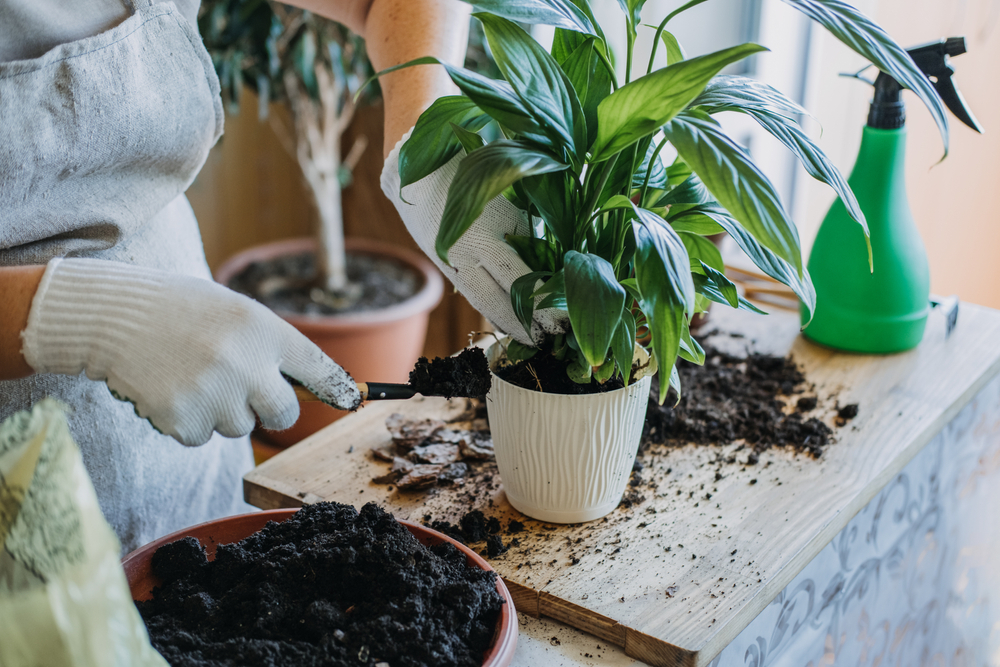 diy tree care