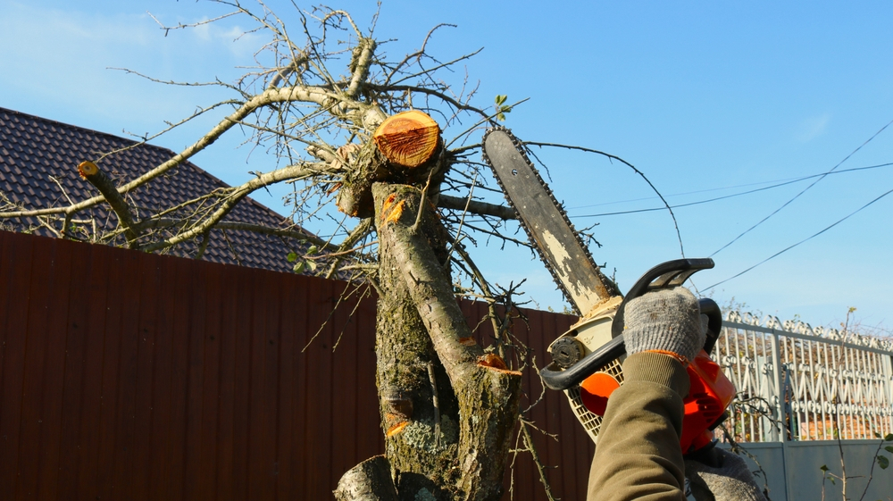 tree trimming