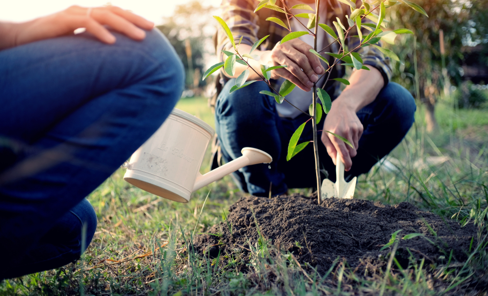 Tree Watering Service in Fall Season