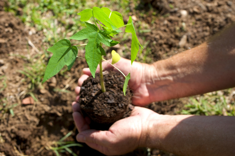 advocate for tree preservation