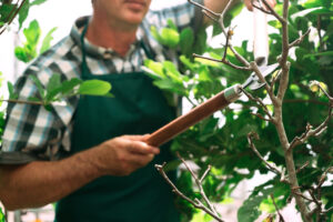 Read more about the article Summer Tree Services in Richmond VA