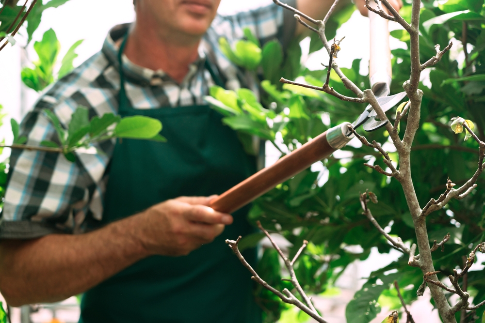 Spring Tree Maintenance