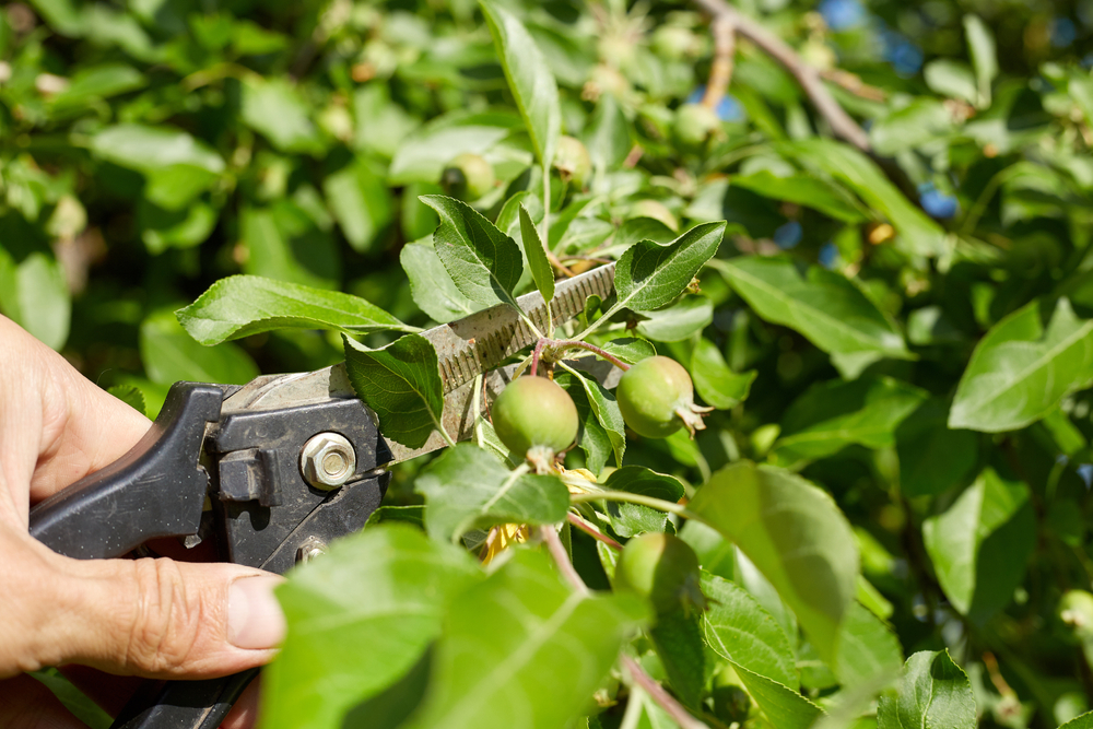 How to trim fruit trees for better yield | Tree Trimming Richmond