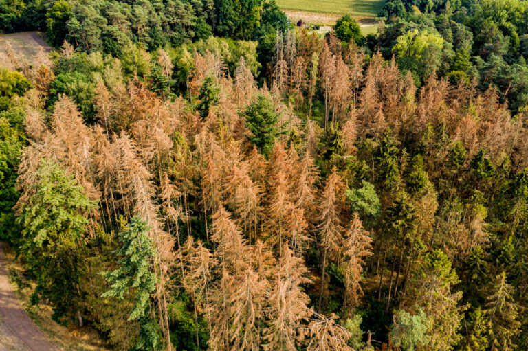 Read more about the article Common Tree Diseases in Suffolk