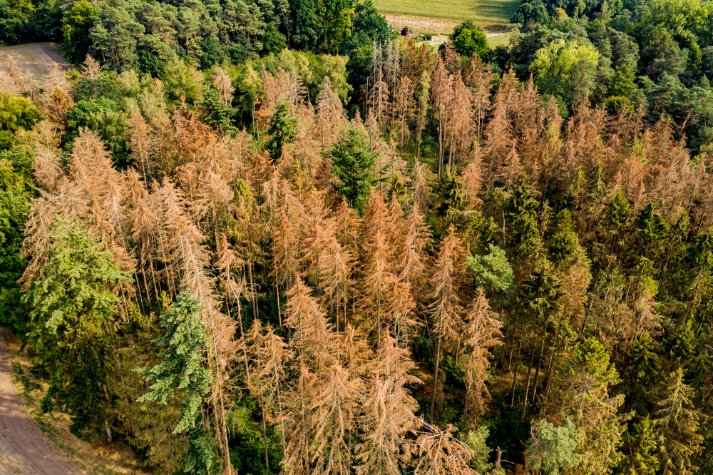 Common Tree Diseases