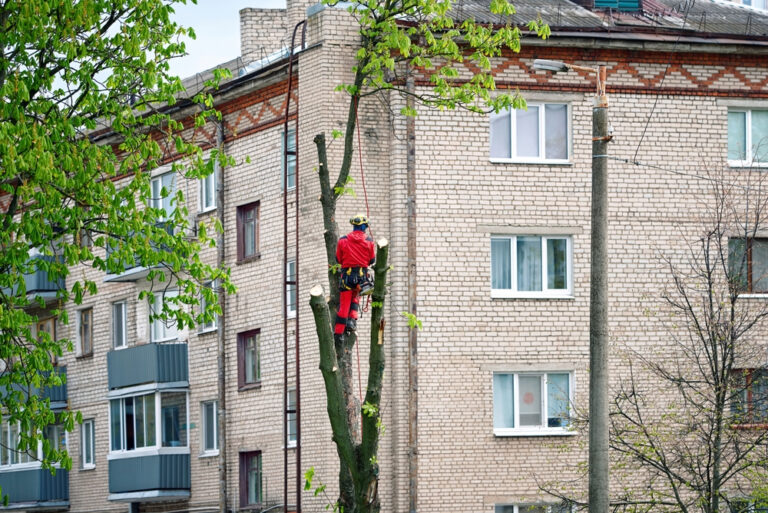 Read more about the article How to identify potential hazards in trees before a storm